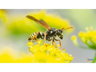 Ngạc nhiên với loài ong có thể hấp thu ánh sáng
