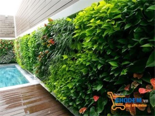 Tạo không gian xanh cho ngôi nhà bằng tường vườn