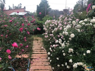 Hoa hồng khắp lối mang lại vẻ quyến rũ đặc biệt cho ngôi nhà