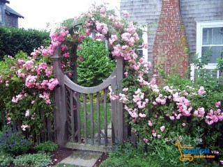 Ngôi nhà đẹp nổi bật với chiếc cổng hoa thơ mộng