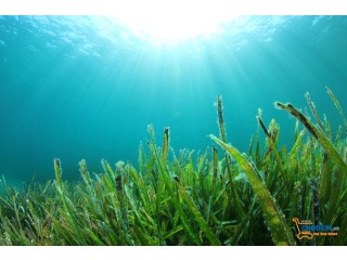 Tiềm năng vô hạn của tảo