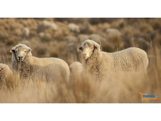 Đặc điểm của vật liệu cách nhiệt từ lông cừu